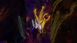 Trees Lit Up For Christmas (Lightscape at San Diego Botanic Garden)