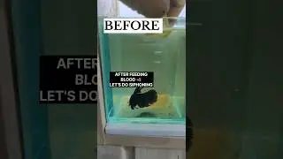 AFTER FEEDING BLOOD WORMS 🪱 IMPORTANT THING TO CLEAN YOUR AQUARIUM WATCH TILL END#youtubeshorts #yt