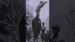 Huge bird in Brazilian jungle #nightmare #beast #giant #birds #jungle #scary #horrorstory