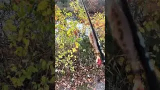 Fishing at wildwood park #fishing #viral #lure #lake #water #pennsylvania #harrisburg #capital 