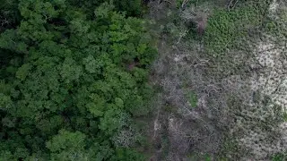 Using forest business to restore forest values