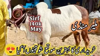 Malir Mandi Karachi Cattle Latest Rates Update | 25 November 2025 | Cow Mandi Karachi.  