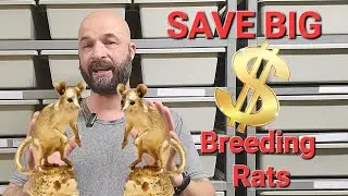 Сколько я могу сэкономить, разводя крыс? Разведение королевских питонов #королевскиепитоны #змеи