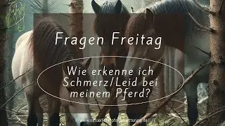 ⁉️ Wie erkenne ich Schmerz/Leid beim Pferd ⁉️