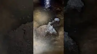 Bat Poop With Fungus In Cave