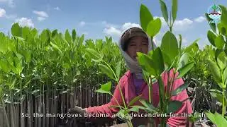 How Mangrove Planting Empowers Local Women | Restoration Program of YAKOPI