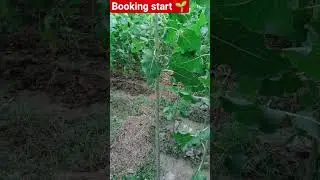 poplar plantation booking start very cheap price 💸 #song #farming #punjabisong #farmerslife #farmer