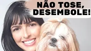 ROTINA DA MANHÃ ♡ CUIDADOS COM O PELO LONGO 🐶 SHIH TZU