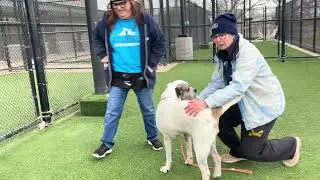 Adopt This Dog! KC Pet Project&rsquo;s Dharma