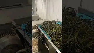 First Stage of washing the macro algae that makes up Immun-Ocean