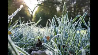 Frost Flower - Winter Settling In on Piney Creek
