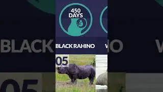 Top 10 pregnancy times of animal #shorts