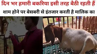 शाम होने पर बेसबरी से इंतजार करती है! Pihu Boer goat farming Jaunpur #farming #boergoat #animals 