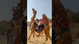 رقصة الجمل المجنونة! ماذا حدث له فجأة؟ 😲🐪
