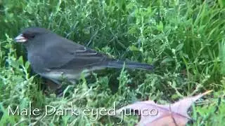Lovely day for Birding Sunset Park Brooklyn NYC