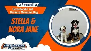 Manners Mastery | Stella and Nora Jane | 1 yr 8 mo & 1 yr | Bernedoodle and Bernese Mountain Dog