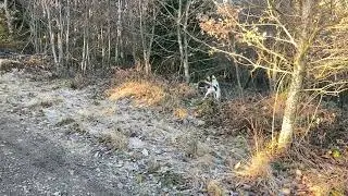 Chasse du lièvre avec 5 ariégeoises