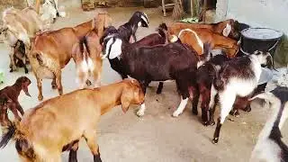  | কম খরচে ছাগল লালন পালন | ছাগলের সুষম খাবার তৈরী পদ্ধতি 