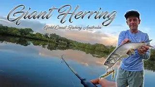 Chasing Saltwater Acrobats... The search for Gold Coast Giant Herring | Fishing Australia