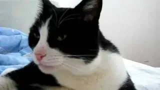 Tom Purring Like A Motorcycle