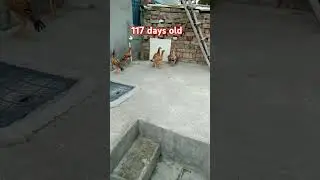 117 days old aseel chick 🐥🐥 growth short video #aseel #chick