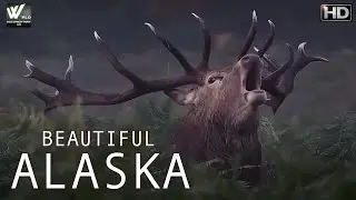 Why does this happen in Alaska | Beautiful Alaska | National Parks | World Documentary HD