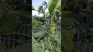 devil fig trees are the best grafting trees for tomatoes and eggplant. all year round eggplant.