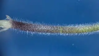 Callus formation?_Micrografting of tomato hypocotyl (0-12HAG)