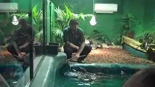 Nile crocodile @ Crocodiles Of The World
