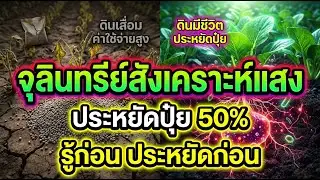 เกษตรลดต้นทุน: จุลินทรีย์สังเคราะห์แสงคืออะไร? ทำไมช่วยประหยัดปุ๋ยได้ 50%