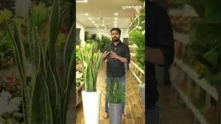 Pro Tips for Mikado Plant and Snake Plant Care.