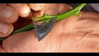 Injertos sobre porta injertos de peque&ntilde;o di&aacute;metro(Punta, Escudete y Plancha de 1 Yema)