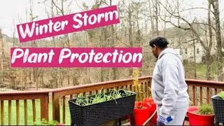 Winter Storm EMERGENCY Plant Protection | How To Protect Your Plants From The Storm