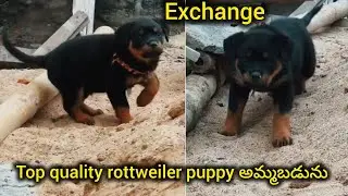 Top quality rottweiler puppy vaccination paper available for sale in telugu 8522847061 BGS pets 