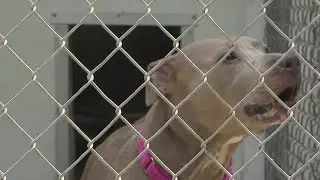 Animal shelter surprised with $200,000 donation