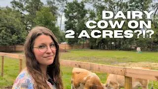 Keeping a Dairy Cow on Less than 5 Acres | You don't need tons of land to have a family milk cow!