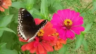 Butterfly🦋🌻🌼🏵️The Girly Of Nature🍃🍂❤SUBSCRIBE ME ❤#butterfly#asthetic #nature#village#flower#