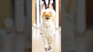 dogs on the catwalk #cute #dog #pets #catwalk