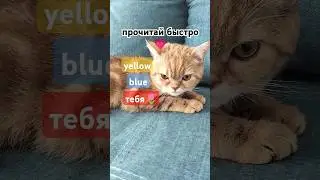как у вас дела? #шотландскийкот #кошки #kitten #cat #scottishcat #котенок #music #рекомендации