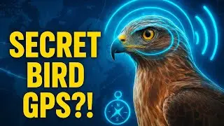 How Birds NEVER Get Lost - The Secret GPS They Use!