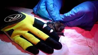 Florida bonneted bats