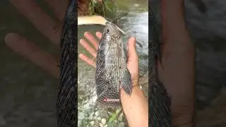 Nekat mancing saat hujan-hujan strike ikan babon-babon🥰