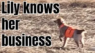 Bird Hunting: Expert Dog | Simple Hunts E71 | #hunting #hunter #birddog