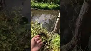 Invasive goby