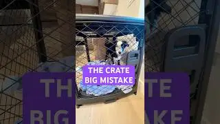 The NEW way to crate train your puppy! #puppy #puppytips