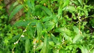 #Persicaria_mitis&nbsp;(#Schrank) #Polygonaceae