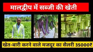 मालद्वीप में सब्जी का खेती कैसे होता है | vegetable farming |@RajusirGopalganj#job #maldivesjob