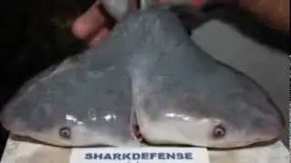 Two-headed shark discovered by fisherman