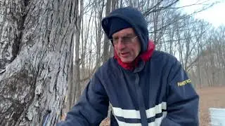 R-Rated Maple Tree Syrup Tap