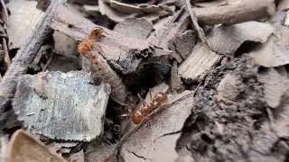 EP08 Life of Tiny Creatures | Ants Carrying Food